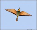 _9SB0324 european bee-eater